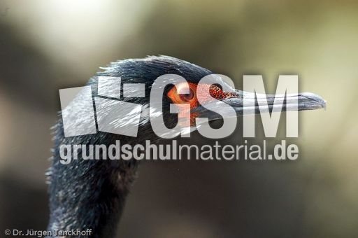 Rotfußkormoran (10 von 17).jpg